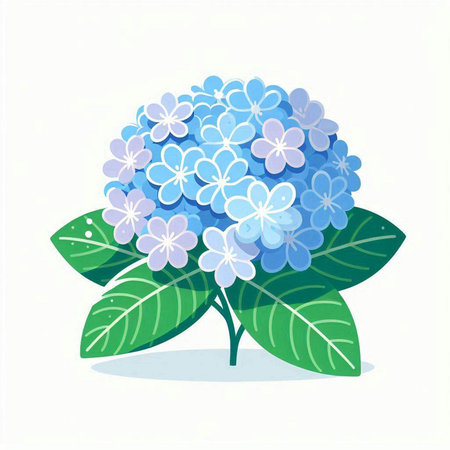 Blue hydrangea on a white background. Vector illustration.のイラスト素材