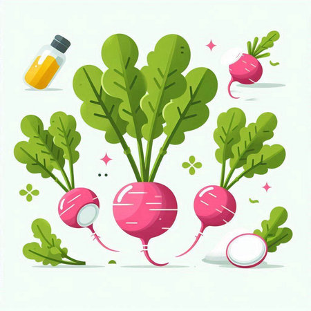 Radish vector illustration. Fresh radish vegetable with green leaves.のイラスト素材