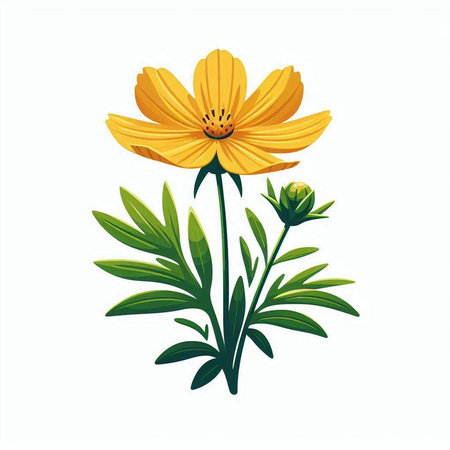 Beautiful yellow cosmos flower isolated on white background. Vector illustration.のイラスト素材