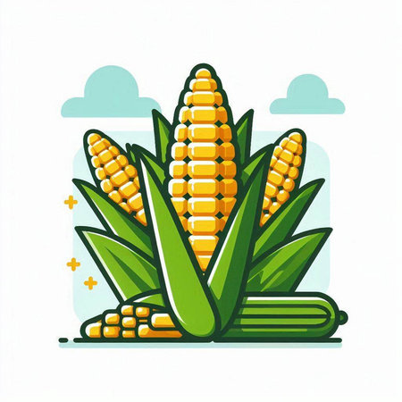 Illustration of corn on the cob on white background. Vector illustration.のイラスト素材