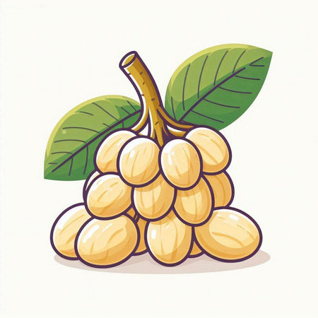 Vector illustration of a bunch of longan on a white background.のイラスト素材
