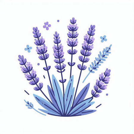 Lavender flower bouquet isolated on white background. Vector illustration.のイラスト素材