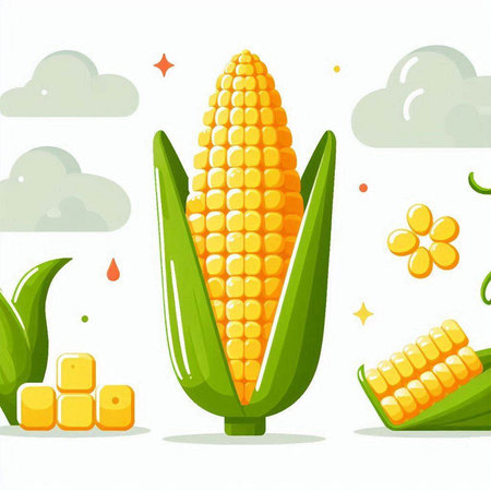 Illustration of fresh corn on the cob on a white background.のイラスト素材
