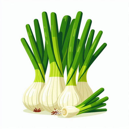 Fresh spring onion isolated on white background. Vector illustration of fresh green onion.のイラスト素材