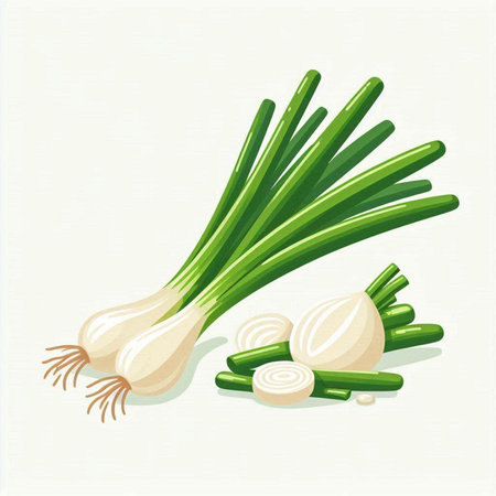 Illustration of fresh green onion and garlic on white background - vectorのイラスト素材