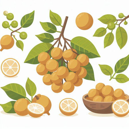 Lemon and orange fruits with leaves on white background. Vector illustration.のイラスト素材