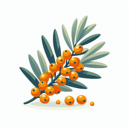Ripe sea buckthorn berries on a branch. Vector illustrationのイラスト素材