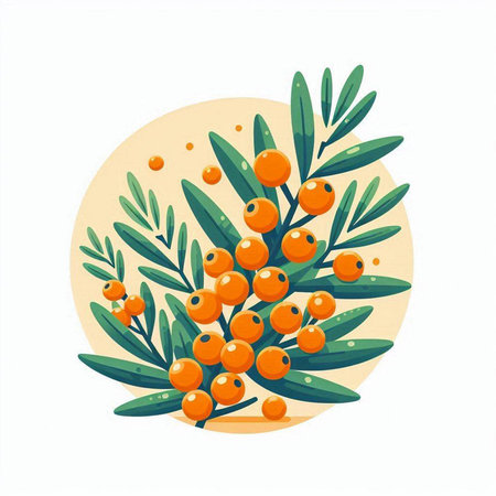 Branch of sea buckthorn with berries. Vector illustration.のイラスト素材