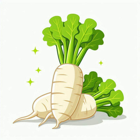 Daikon radish isolated on white background. Vector illustration.のイラスト素材