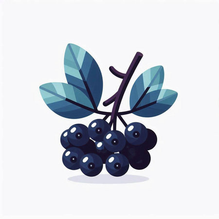 Bunch of black currant berries with leaves. Vector illustration.のイラスト素材