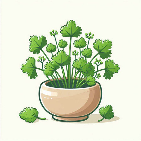 Parsley in a pot on a white background. Vector illustration.のイラスト素材