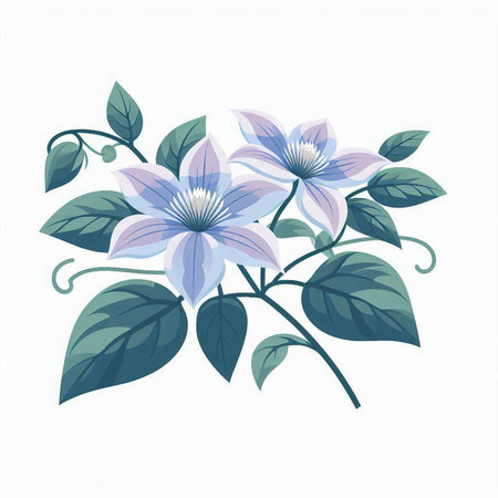 vector illustration of blue clematis flowers with leaves isolated on white backgroundのイラスト素材