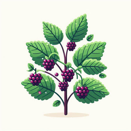 Bunch of blackberries with leaves on white background. Vector illustration.のイラスト素材