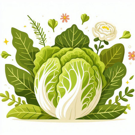 Cabbage with leaves and flowers isolated on white background. Vector illustration.のイラスト素材