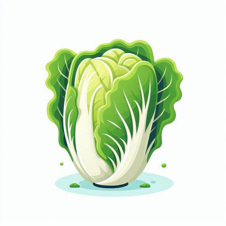 Vector illustration of fresh chinese cabbage isolated on white background. Cartoon style.のイラスト素材