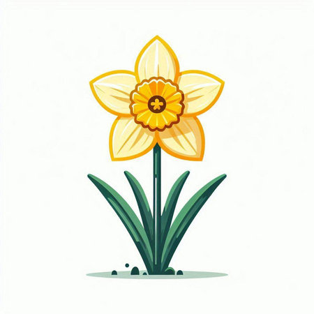 Narcissus flower on a white background. Vector illustration.のイラスト素材