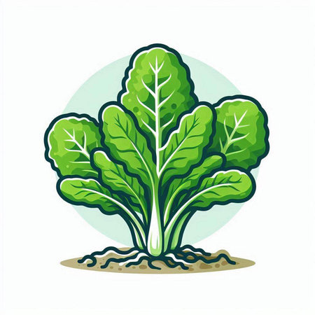 Lettuce plant. Vector illustration. Isolated on white background.のイラスト素材