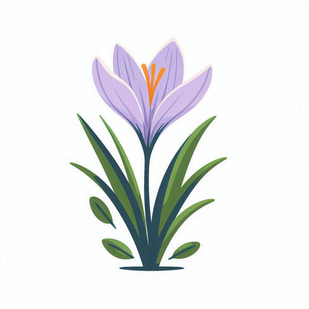 Beautiful crocus flower on a white background. Vector illustration.のイラスト素材