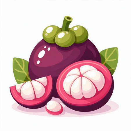 Mangosteen fruit vector illustration isolated on white background. Fresh mangosteen.のイラスト素材