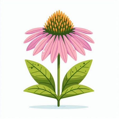 Echinacea flower with leaves isolated on white background. Vector illustration.のイラスト素材