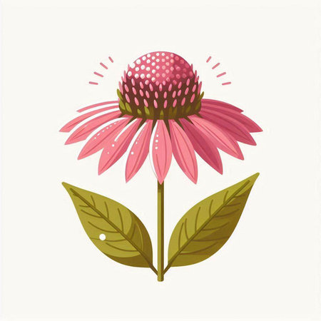 Echinacea flower isolated on white background. Hand drawn vector illustration.のイラスト素材