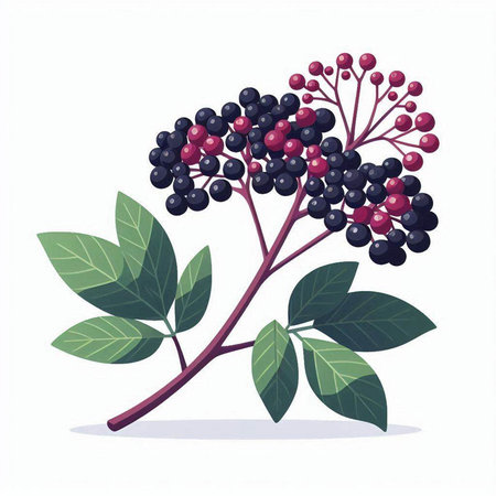 Elderberry branch with berries and leaves isolated on white background. Vector illustration.のイラスト素材