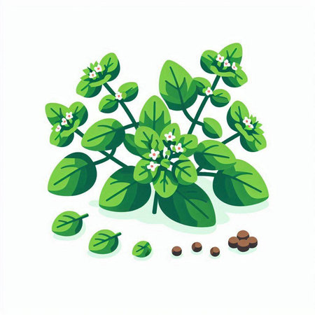 Illustration of fresh oregano on a white background. Vector illustrationのイラスト素材
