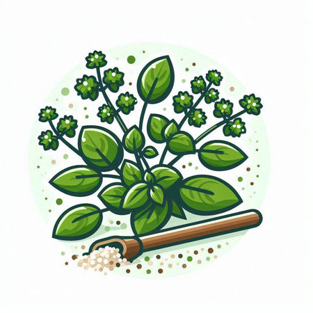 Bunch of fresh oregano. Vector illustration on white background.のイラスト素材