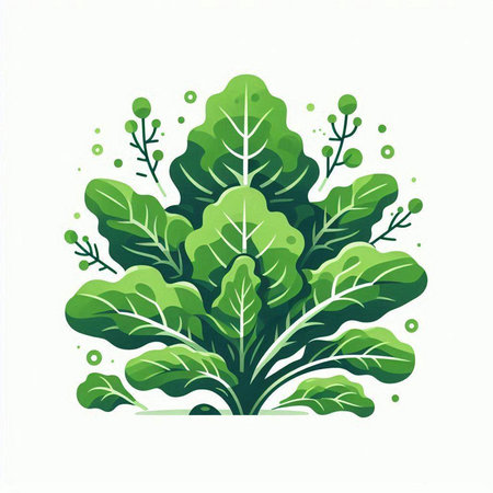 Vegetable illustration, green leaves of lettuce on a white backgroundのイラスト素材