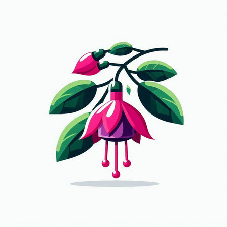 Fuchsia flower vector illustration, isolated on white background. Flat style.のイラスト素材