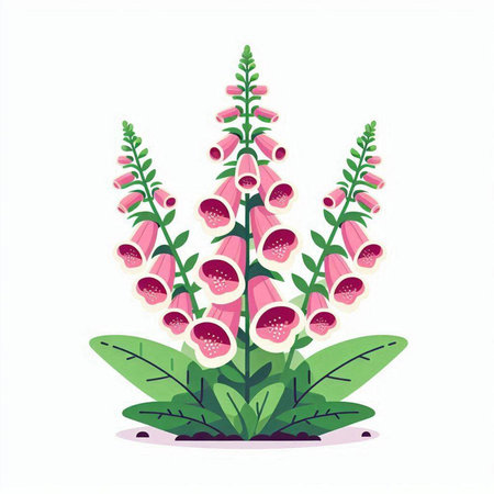 Digitalis purpurea or foxglove flower vector illustration.のイラスト素材