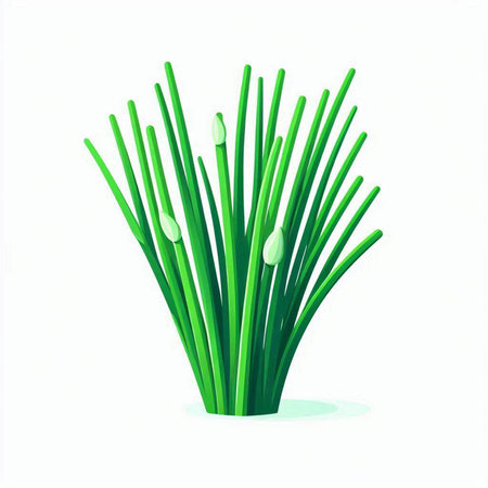 Vector illustration of green chives. Isolated on white background.のイラスト素材