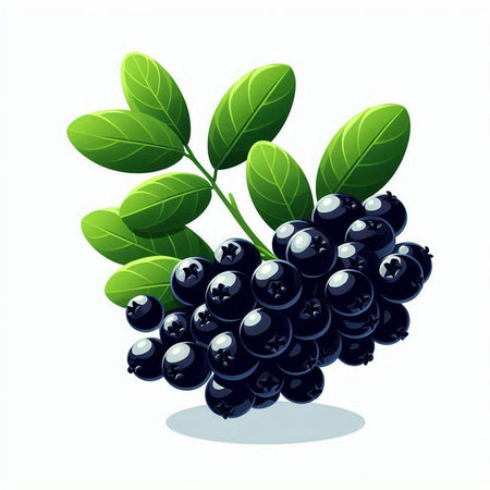 Bunch of blackberries with green leaves isolated on white background.のイラスト素材