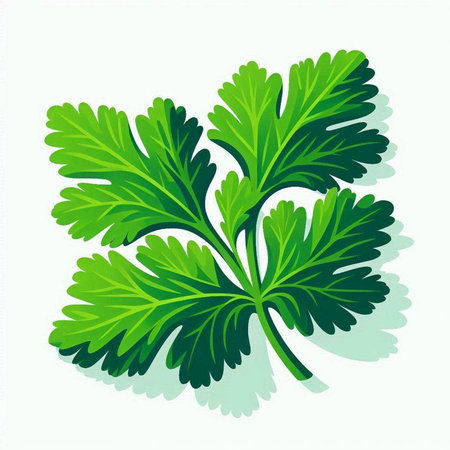 Parsley leaves isolated on white background. Vector illustration. Eps 10.のイラスト素材