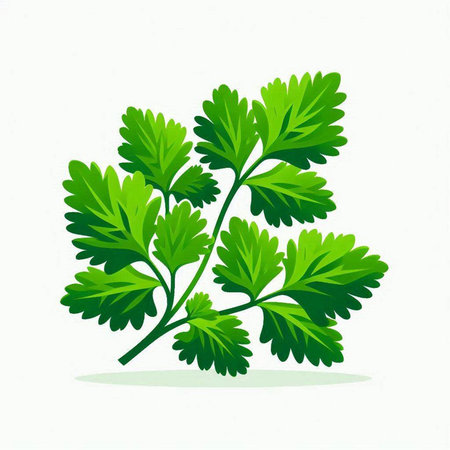 Fresh parsley on a white background. Vector illustration. Eps 10のイラスト素材