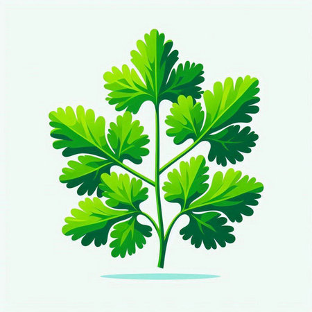 parsley vector illustration isolated on white background for your design.のイラスト素材