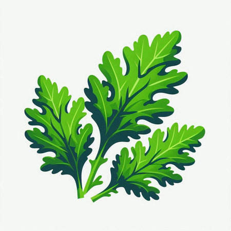 Arugula leaves isolated on a white background. Vector illustration.のイラスト素材
