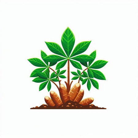 Cassava plant with roots isolated on white background. Vector illustration.のイラスト素材
