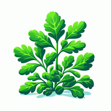 Parsley isolated on white background. Vector illustration. Eps 10.のイラスト素材