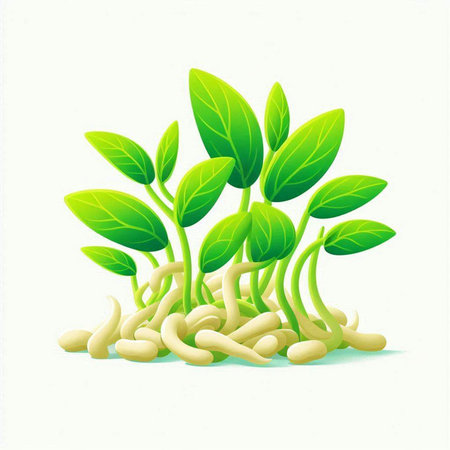 Sprout of soybean isolated on white background. Vector illustration.のイラスト素材