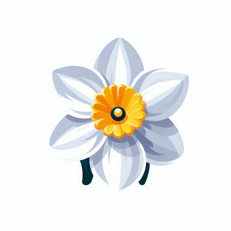 White narcissus flower isolated on a white background. Vector illustration.のイラスト素材