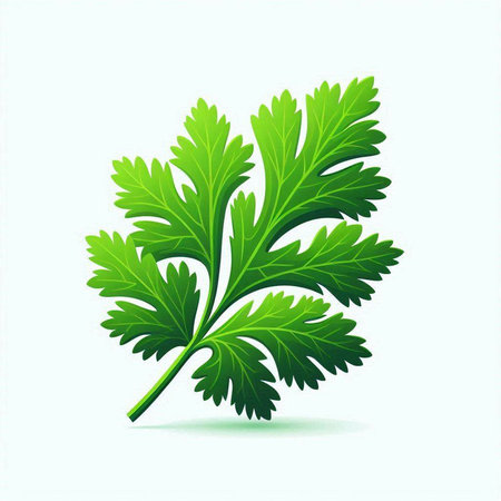 Parsley leaves on a white background. Vector illustration for your designのイラスト素材