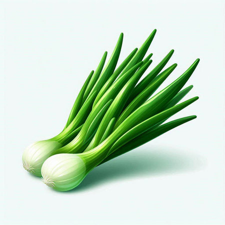 Illustration of fresh green onion on a white background with soft shadowのイラスト素材