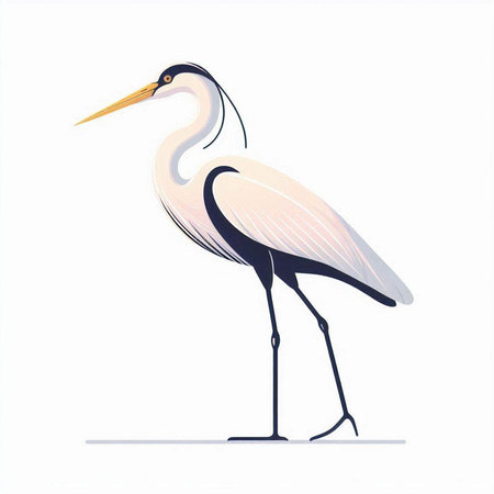 Illustration of a white heron on a white background. Vector illustrationのイラスト素材