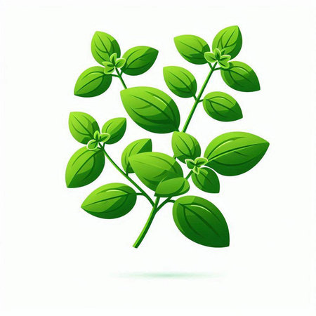 Oregano leaves on a white background. Vector illustration. Eps 10.のイラスト素材