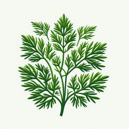 Dill. Vector illustration. Isolated on a white background.のイラスト素材