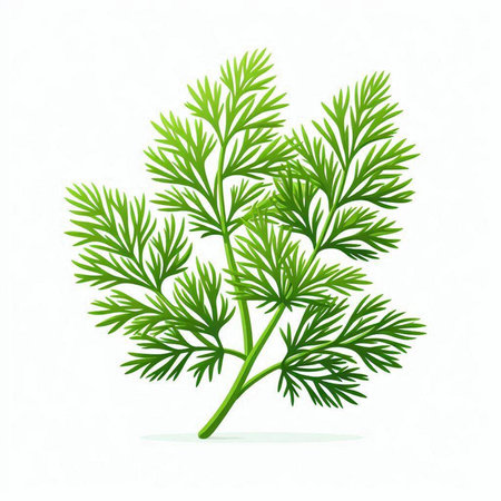 Dill leaves isolated on white background. Vector illustration. Eps 10.のイラスト素材