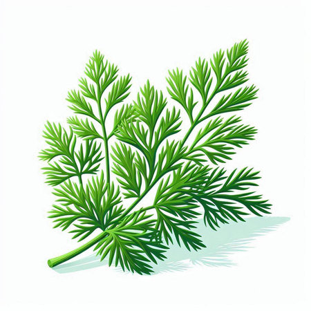 Fresh green dill leaves isolated on white background. Vector illustration.のイラスト素材
