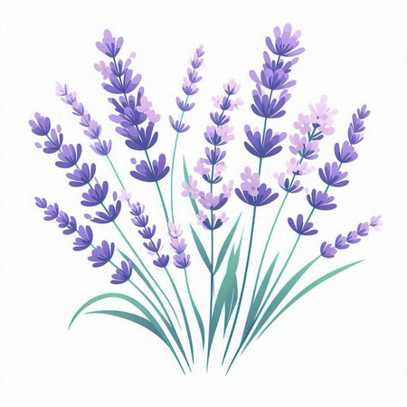 Lavender bouquet isolated on white background. Vector illustration.のイラスト素材
