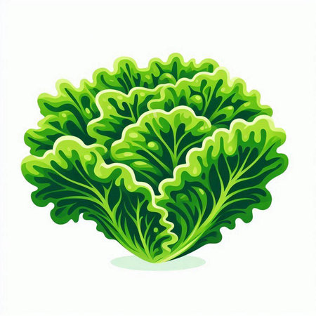 Lettuce vector illustration isolated on white background. Lettuce icon.のイラスト素材